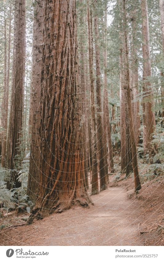 #AS# RedWood Redwoods nationalpark huts bark Forest tree Exterior shot Tree trunk Nature green Forest atmosphere Edge of the forest forest soils Clearing