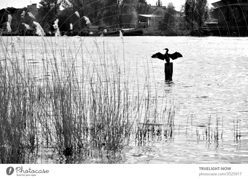A cormorant sits on a wooden post in the river and spreads its wings to dry; in the foreground of the black and white photo some reeds, on the other side trees, boats and houses
