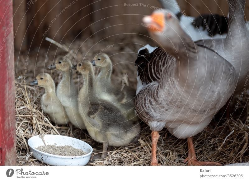 Species-appropriate keeping of geese and their young in the barn Gosling Goose youthful Barn Feed Straw Chick Keeping of animals fluffy birds Baby Farm gosling