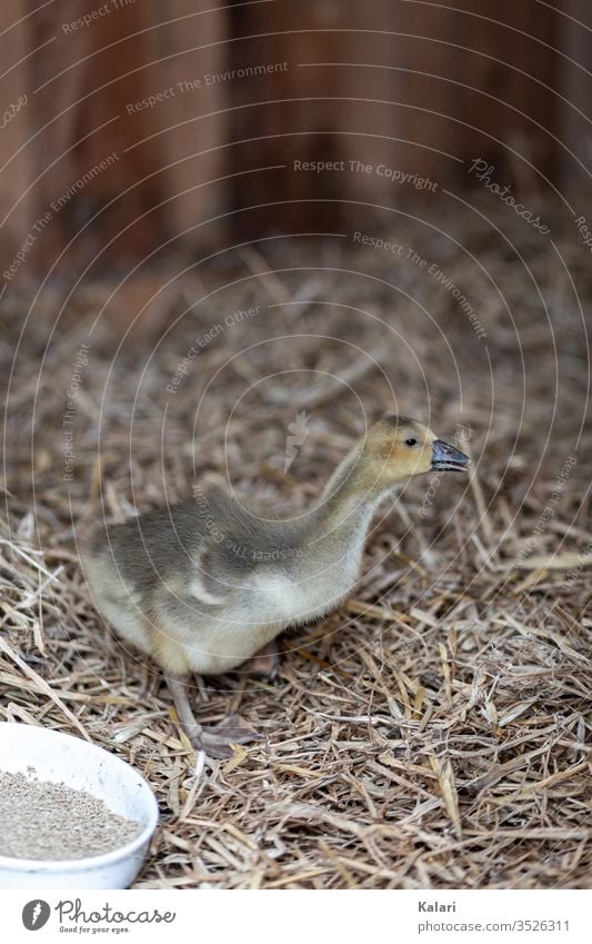 A young goose or gosling in a stable with straw Goose Gosling youthful Barn Straw Chick Yellow Species-appropriate Keeping of animals fluffy birds Baby Farm