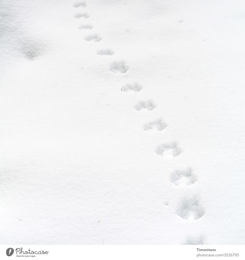 Animal tracks in the snow Snow Tracks Animal Trace Winter Line White Exterior shot Snow track chill Deserted