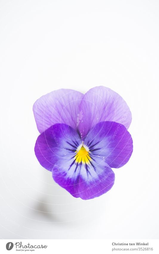 Single violet-yellow flower of a pansy in a small white vase on a white  background - a Royalty Free Stock Photo from Photocase