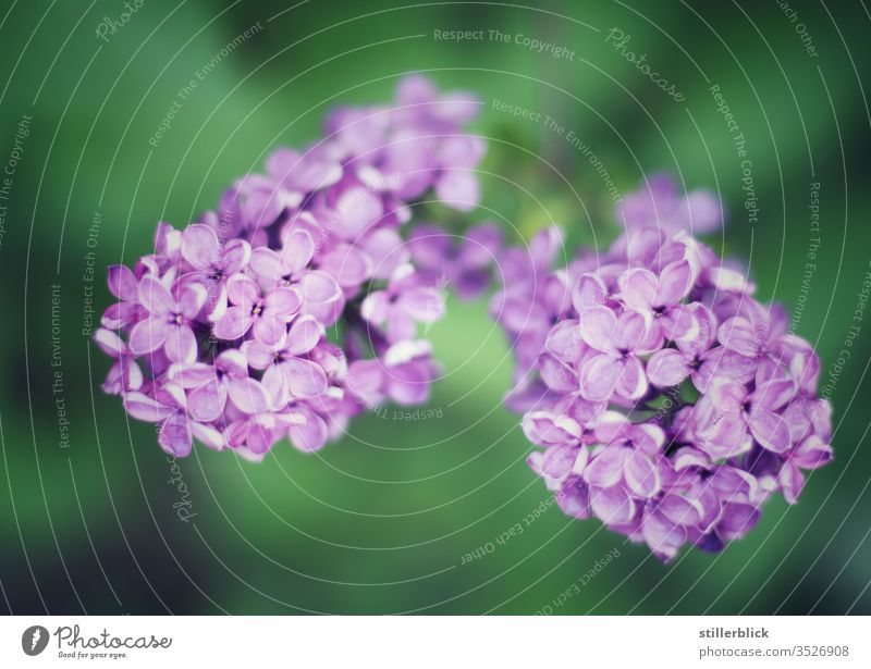 Purple pinnate flowers against a green blurred background lilac bleed spring Nature Garden Violet