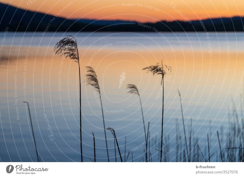 Reed on the lake shore in the evening light Common Reed reed Aquatic plant Lake Water Nature Plant Deserted Landscape Lakeside Calm Sky Reflection Idyll Dusk
