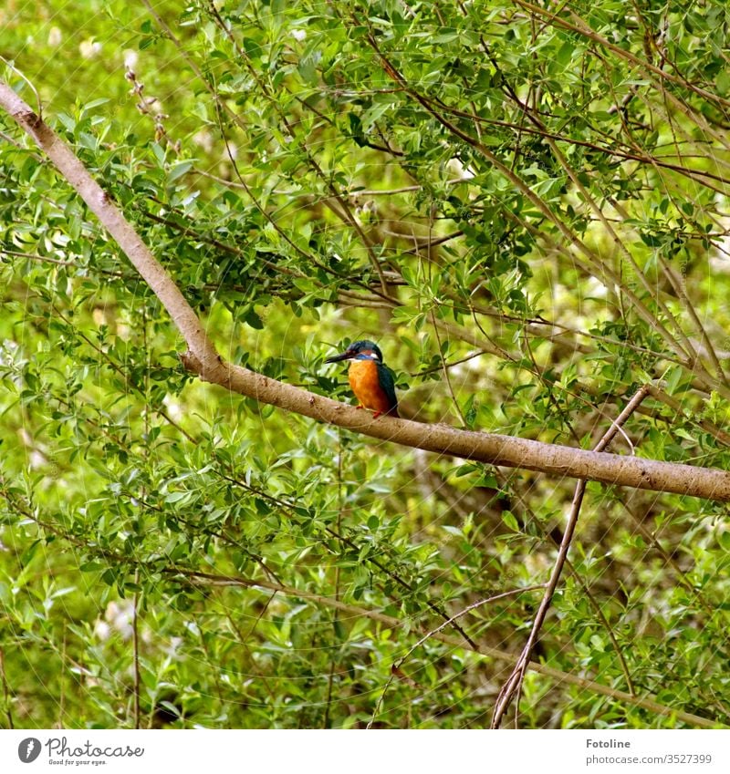 Moment of happiness - or a beautiful kingfisher sitting on a dried out branch and resting Blue Orange green Brown Branch twigs birds Animal Exterior shot