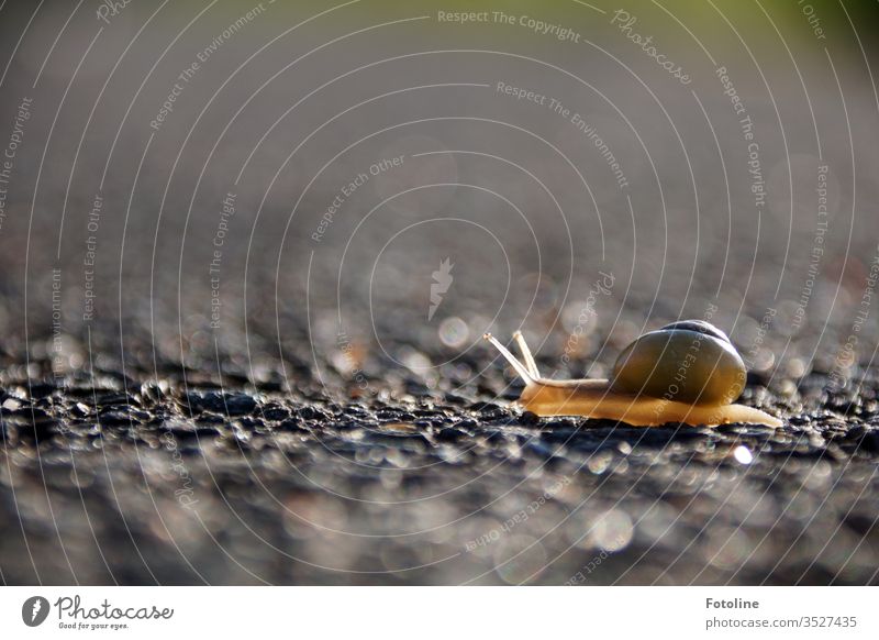 Hold your horses! - or a little snail crawls across a path, lit by the sun. Very slowly. Crumpet Snail shell Slowly Animal Feeler Slimy Exterior shot
