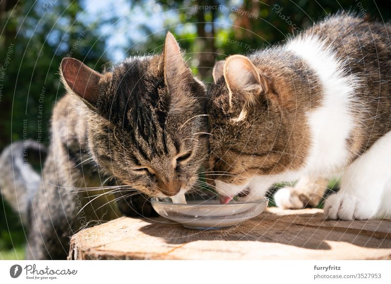 two cats that drink milk outdoors Cat pets Outdoors Nature Botany green sunny Sunlight Summer spring mixed breed cat tabby Pelt feline White Milk Drinking