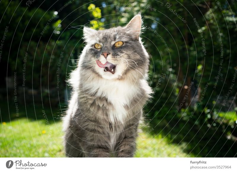 Maine Coon cat is hungry and licks his lips Cat pets Outdoors Nature Botany green Lawn Meadow Grass sunny Sunlight Summer spring purebred cat Longhaired cat