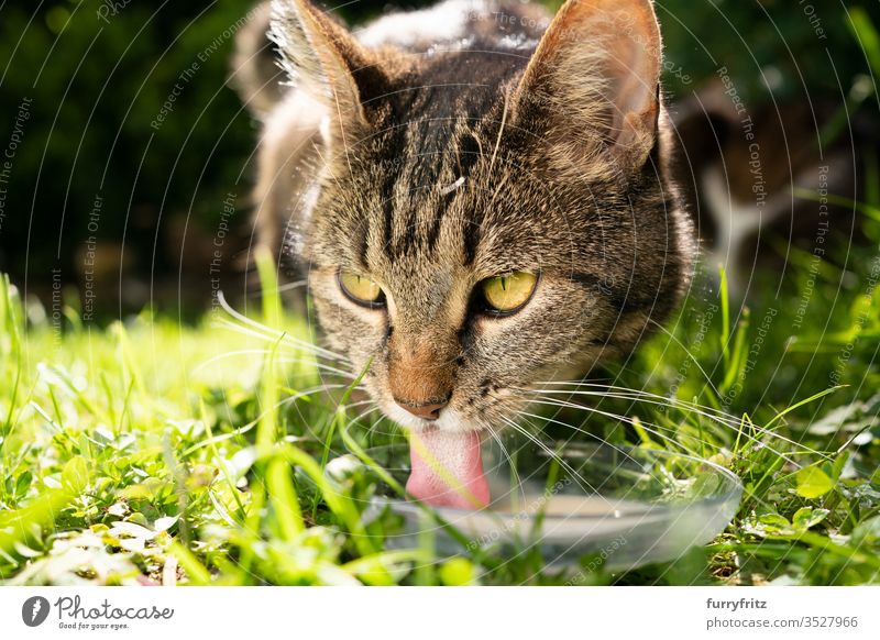 Cat drinks milk on a meadow in the sunshine pets Outdoors Nature Botany green Lawn Meadow Grass sunny Sunlight Summer spring mixed breed cat tabby Pelt feline