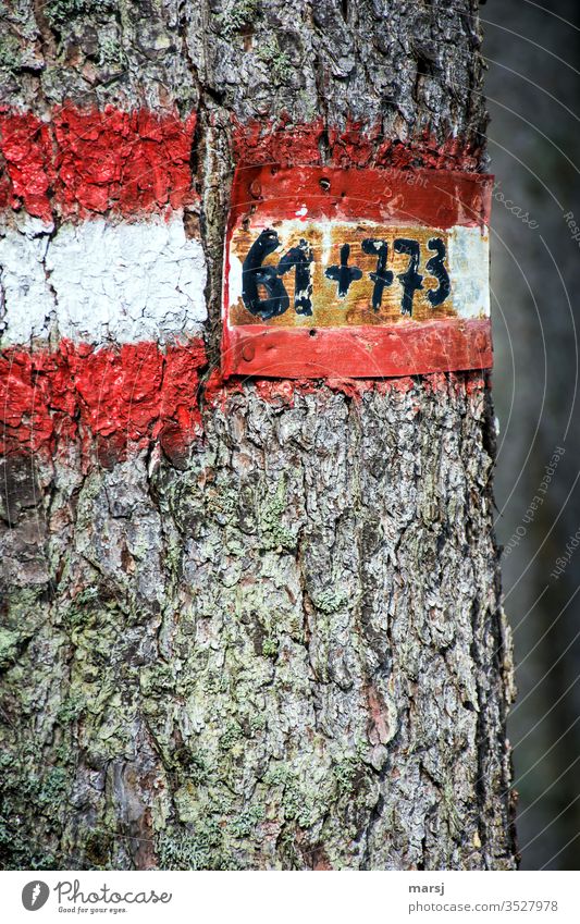 Walking markings on a tree with path numbers that tempt you to add up hiking sign Red-white-red bark Invoice addition Colour photo Multicoloured Hiking Clue