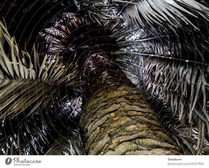 The palm tree and brown strips of dried leaves are very cluttered, in pale colors coconut nature dry background straw texture beautiful plant detail tropical