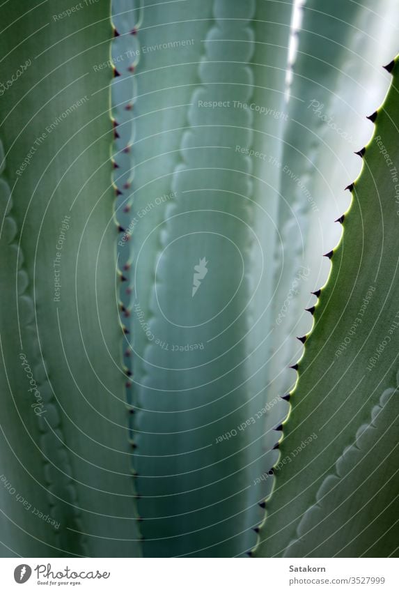 Succulent plant close-up, fresh leaves detail of Agave americana succulent agave thorn sharp leaf green white beautiful nature natural grow spines showy pattern