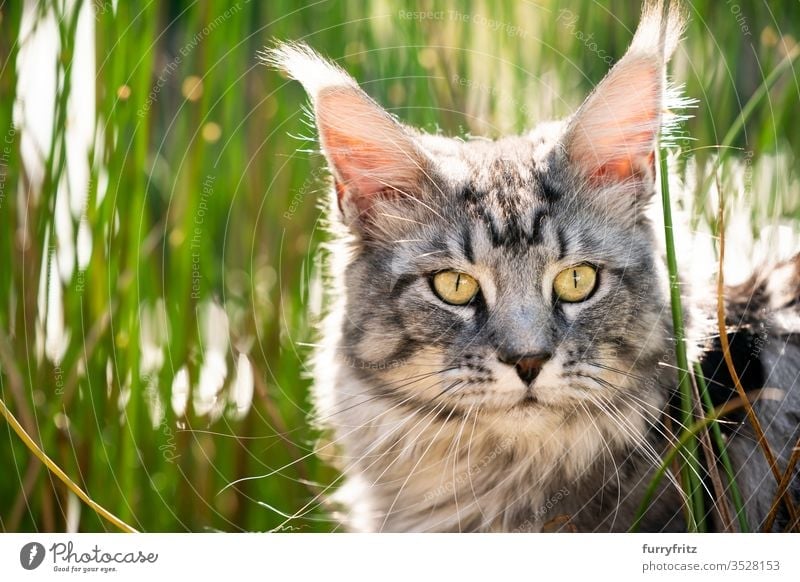 Maine Coon cat between high grass in nature Cat pets Outdoors Nature Botany green Grass sunny Sunlight Summer spring purebred cat Longhaired cat Pelt Fluffy