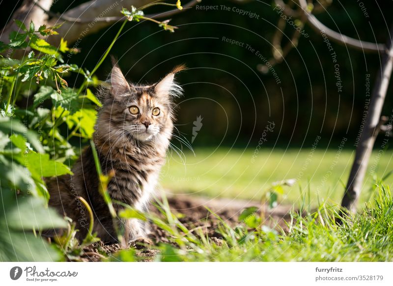 maine coon cat sitting in a flowerbed in the garden on a sunny day Cat pets Outdoors Nature Botany green Lawn Meadow Grass Sunlight Summer spring purebred cat