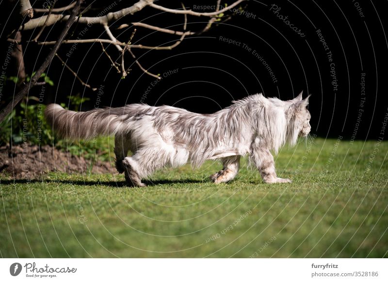 Side view of a 10 year old Maine Coon cat with back problems or pain (scoliosis) Cat pets Outdoors Nature Botany green Lawn Meadow Grass sunny Sunlight Summer