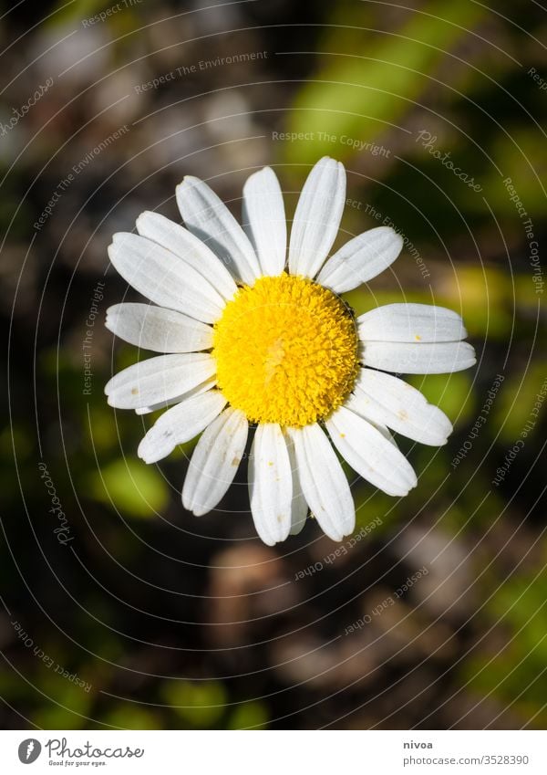 Daisy close-up Flower White Plant Meadow Spring Nature Green Blossom Grass Garden Colour photo Blossoming Yellow Lawn Exterior shot Beautiful Deserted Close-up