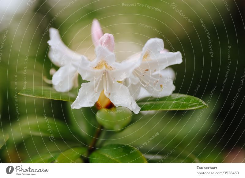 White flower of a rhododendron Rhododendrom bleed green blossom spring bokeh leaves Garden Nature Plant already natural Close-up