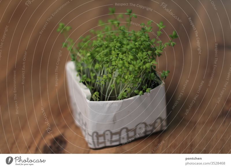 Cress in a self-made pot with a drawn garden fence. Cress garden on wooden table cress garden do gardening herbaceous Table Handicraft green natural spring