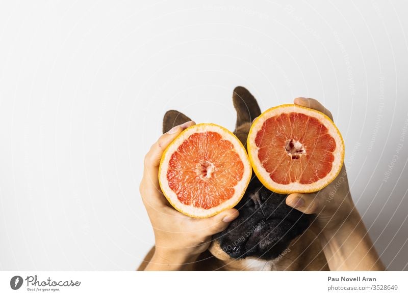 Funny French Bulldog with the grapefruits on the eyes french bulldog white background food sweet citrus animal fresh funny slides hands woman abstract tropical