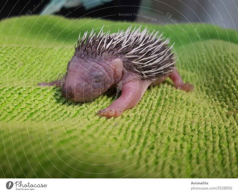 4 days old baby hedgehog Hedgehog piquant Baby Wild animal hedgehog heads Spring Orphan Rescue veterinary green background
