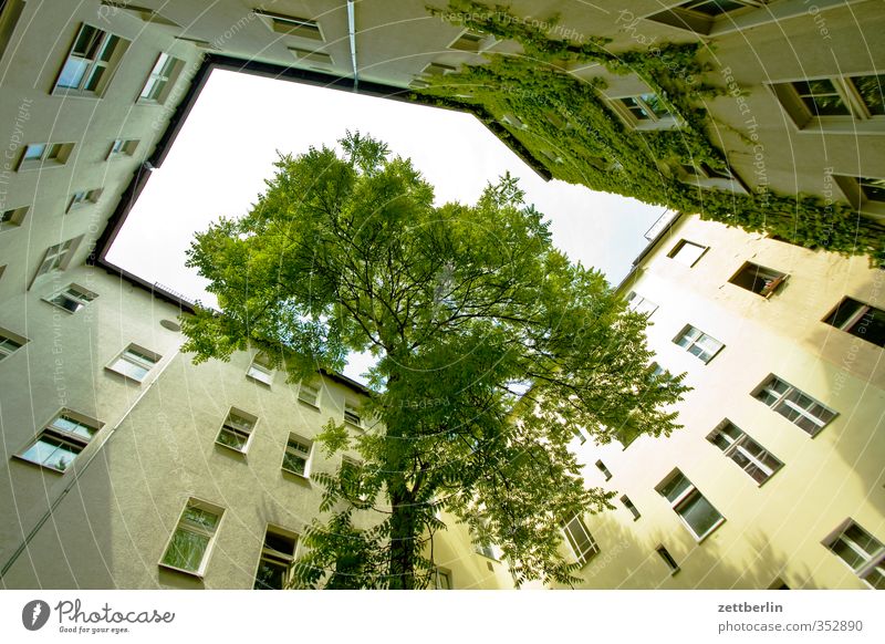 Tree in the courtyard Living or residing Flat (apartment) House (Residential Structure) Town Capital city Downtown Manmade structures Building Architecture