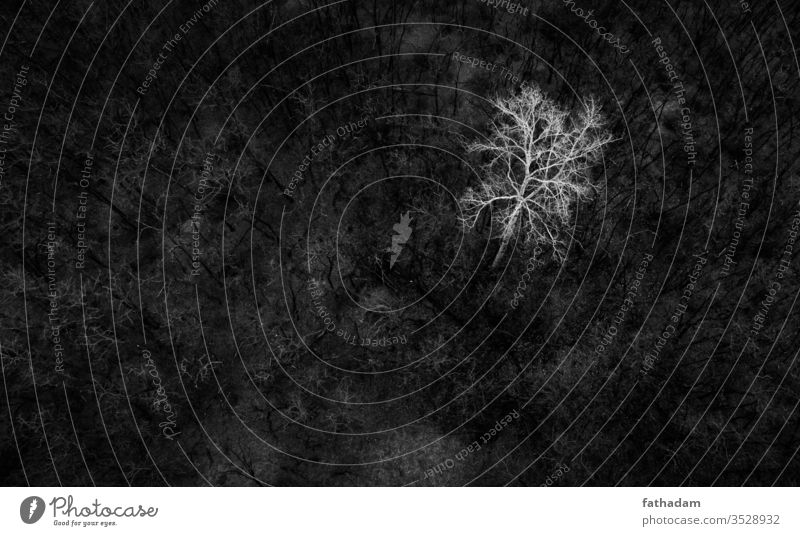 Black and white aerial image of a tree black and white Aerial photograph forest Landscape nature Bird's-eye view Black & white photo Back-light Sunlight