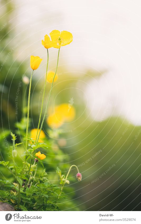 yellow poppy poppy seed Poppy wax Nature Copy Space top green Yellow already Delicate uncontrolled growth Deep depth of field Lovely variegated colourful