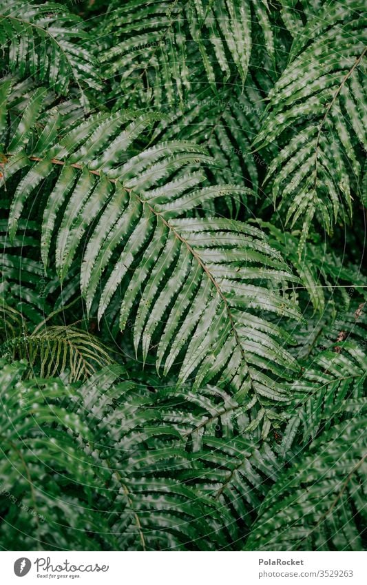 #As# Faaarn! Fern Fern leaf ferns fern growth Farnsheets fern stalk fern drive fern branch Nature green New Zealand