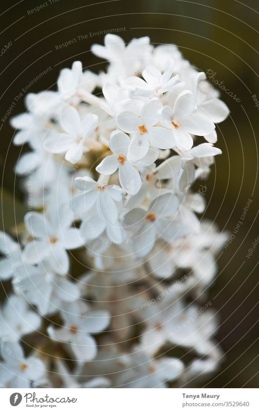 Closeup of white flowers White Blossom Flower Colour photo Frost Spring fever Close-up Detail botanical blooming Spring flowering plant Natural Bouquet Fresh