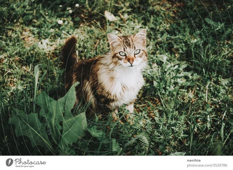 Amazing and beautiful outdoor cat Cat already stray cat alley cat Pet care Animal Mammal Free Outdoors Nature natural Eyes Face Breed General European