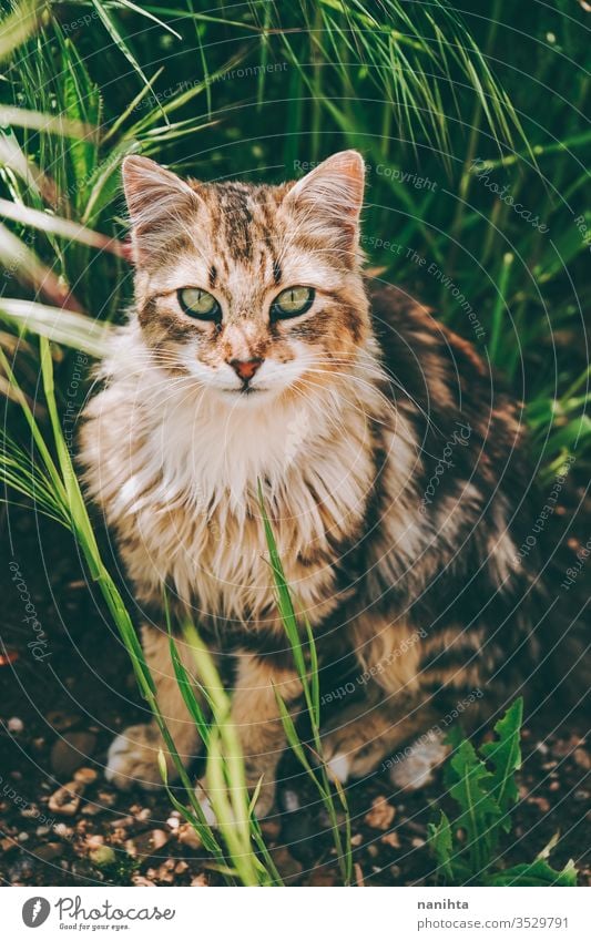 Amazing and beautiful cat outdoors stray cat alley cat pet care animal mammal domestic animal free nature natural eyes face breed common european european cat
