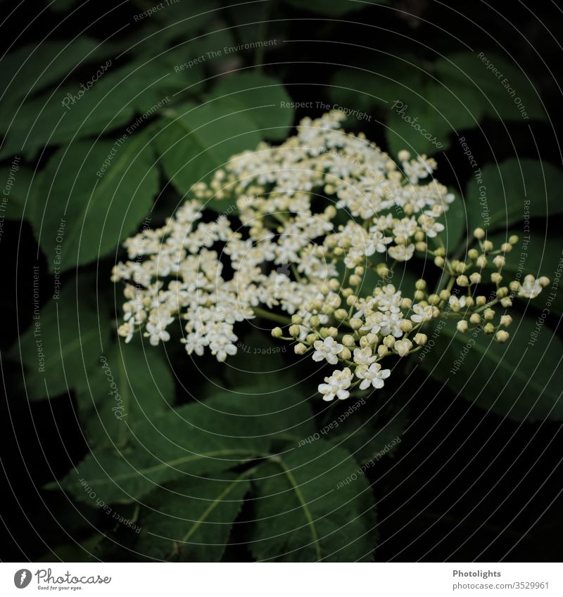 Elderflower spring Nature bleed White Fragrance Day Blossoming Close-up Colour photo Shallow depth of field green Garden bushes holler flaked Exterior shot