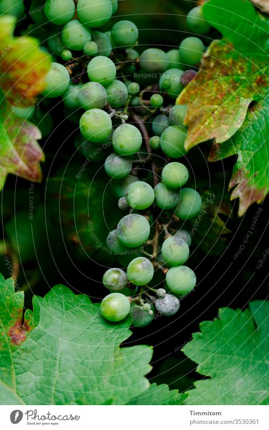 Vine, grape and grapes Bunch of grapes Grapes Nature Vineyard green fruit Wine growing Black
