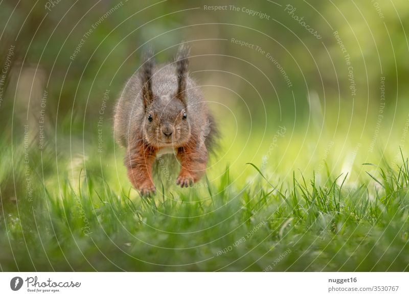 Squirrels jumping over the meadow Animal Colour photo Nature Exterior shot Wild animal Deserted Day Animal portrait Environment Shallow depth of field Brown