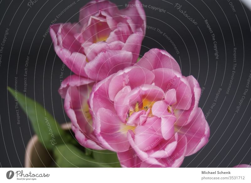 A flowering peony in all its splendour flowers Peony Colour photo valentine spring Seasons romantic Romance Pink natural Fresh Bouquet bleed Plant Nature