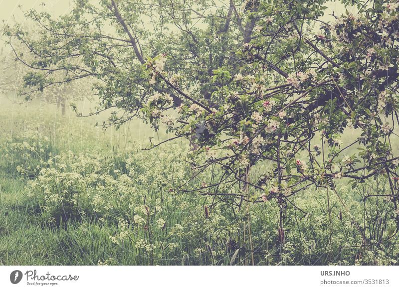 apple tree in blossom at the edge of a field in the morning mist Apple tree Blossoming Apple blossom Margin of a field Meadow Fruit meadow Detail spring