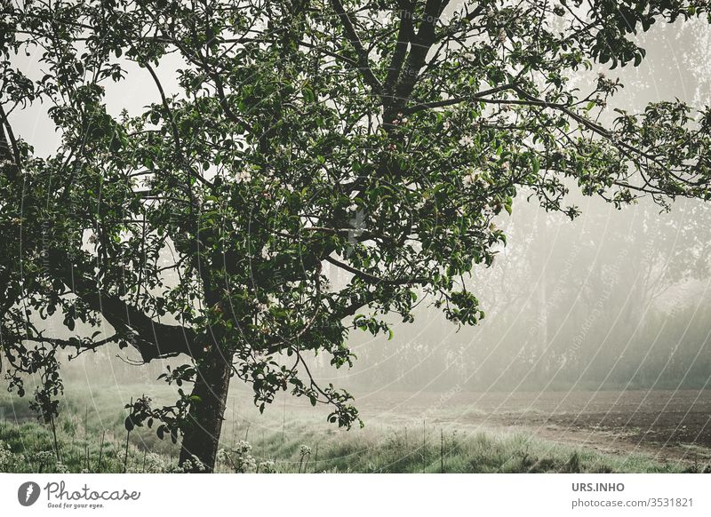 Fruit tree at the edge of the field Fruit trees Field Margin of a field Agriculture morning mist Morning fog spring in the morning Exterior shot green Nature