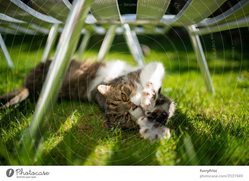 British shorthair cat lies under a sun lounger in the garden and stretches Cat purebred cat pets tabby British Shorthair White Outdoors green Garden