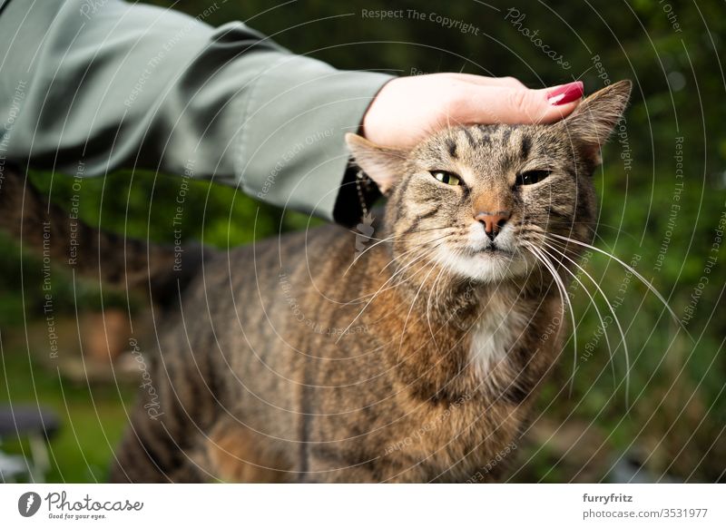 Cat is stroked by a woman in the garden and looks into the camera pets mixed breed cat tabby Outdoors green Garden Front or backyard bushes plants