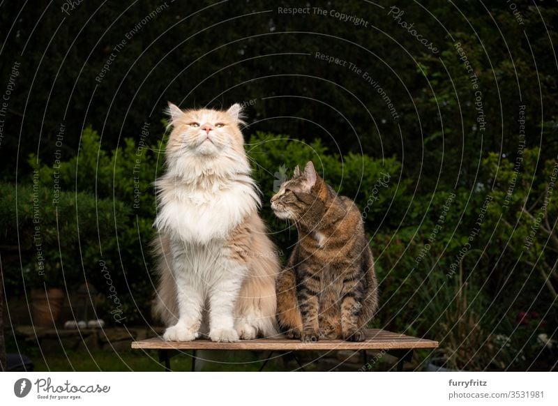 two different breeds of cats sitting side by side on a wooden table in the garden Cat purebred cat pets mixed breed cat tabby Longhaired cat Maine Coon White