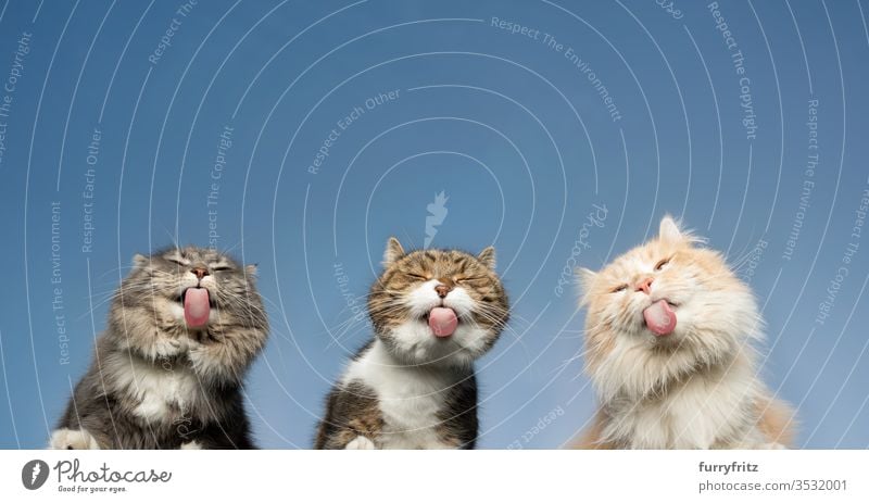 Bottom view of three cats licking invisible window panes in front of a clear blue sky Cat pets purebred cat Longhaired cat Maine Coon White cream tabby Fawn