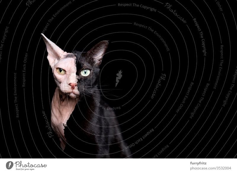 Photo manipulation of two different cats mixed together. one black domestic cat and one hairless sphynx cat, isolated on black background Cat mixed breed cat