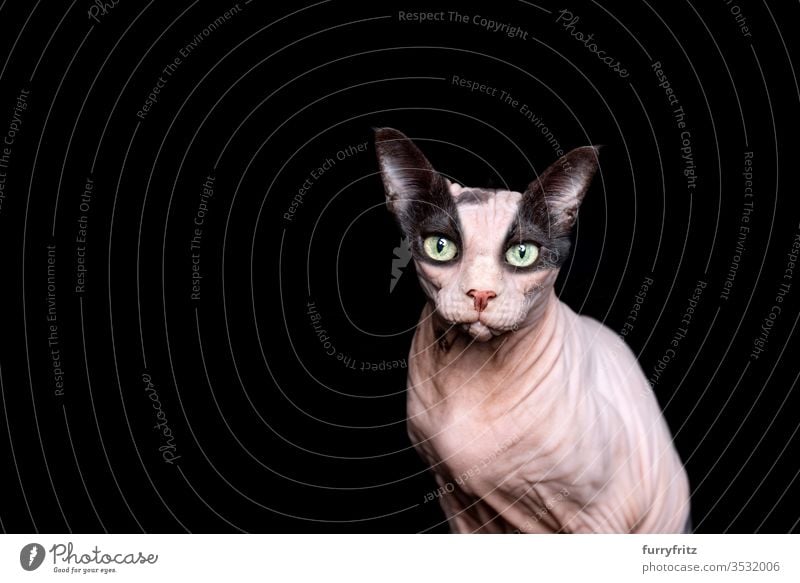 funny photo manipulation of two different cats, mixed together Cat mixed breed cat Black cat Studio shot black background Copy Space One animal meowing