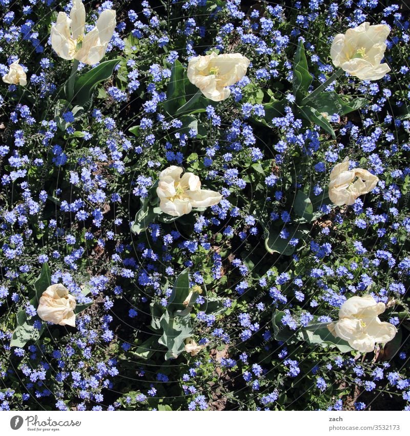 Tulips and forget-me-nots bloom in a bed flowers bleed Plant Garden Bed (Horticulture) White Blue blossom Blossoming green Summer spring Nature Growth