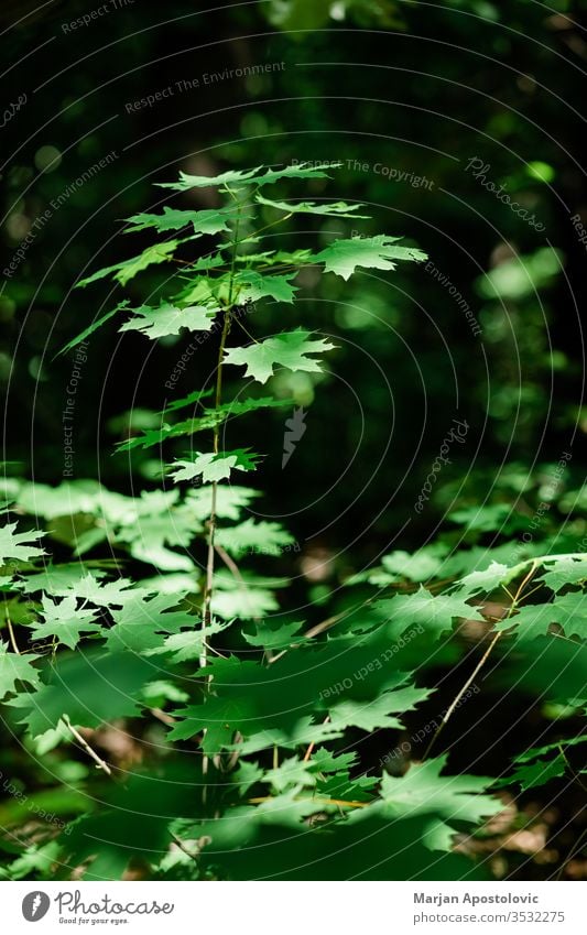 Lush green leaves in deep forest in springtime abstract backdrop background beautiful beauty beech botanical botany branch bright color conservation day design