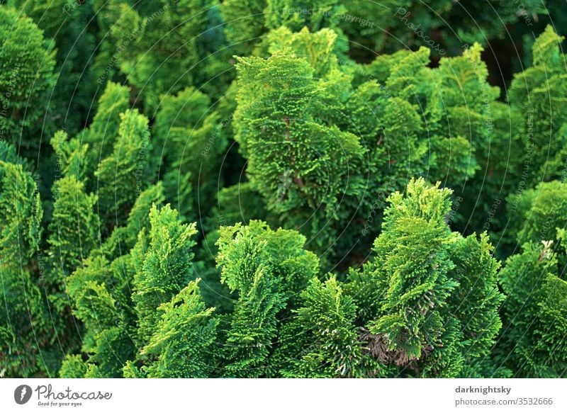 Tree of life Conifers Hedge in detail Thuja green Deserted Colour photo bushes Garden Park Conifere Evergreen evergreen plant flaked Exterior shot Nature fresh