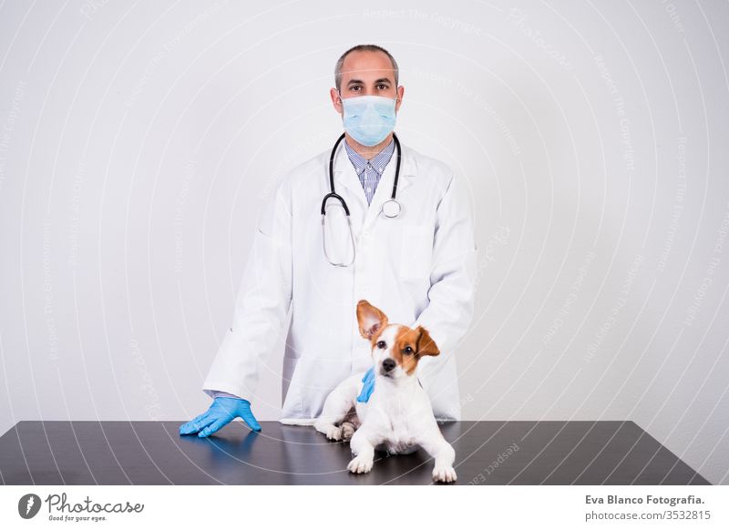 veterinarian man working on clinic with cute small jack russell dog. Wearing protective gloves and mask during quarantine. Using stethoscope.Pets healthcare