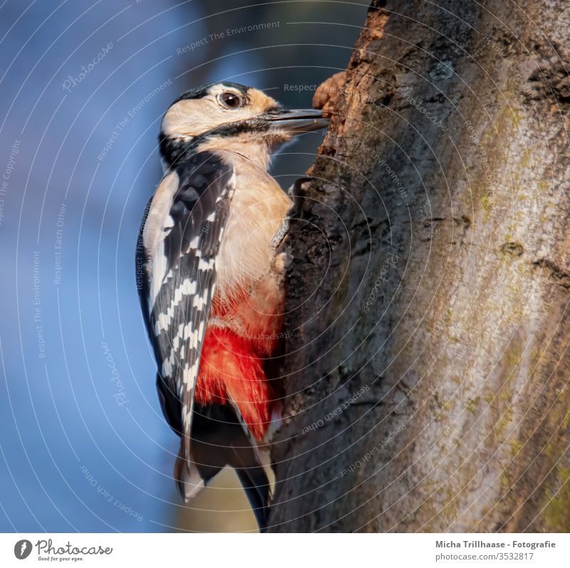 Pivert hammers on the tree trunk Spotted woodpecker Dendrocopos major Woodpecker Head Beak Eyes Animal face Grand piano Claw birds Wild animal Feather Plumed