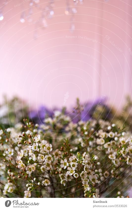 Small white decorative flowers small background breath bouquet gypsophila floral blue beautiful pink purple decoration isolated beauty spring fresh light soft