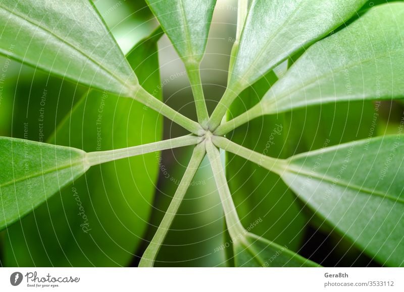 green leaves of a tropical plant close up backdrop background botany bright closeup compound environment flora floristry fresh freshness garden geometry leaf
